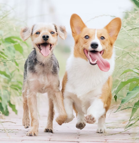 Dogs are running