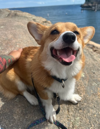 Happy Dog